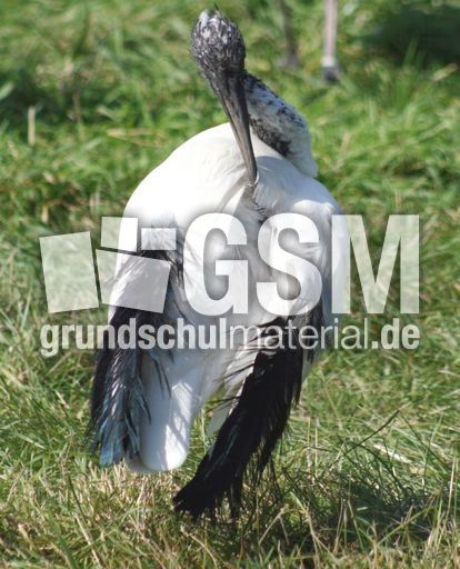 Ibis-3.jpg